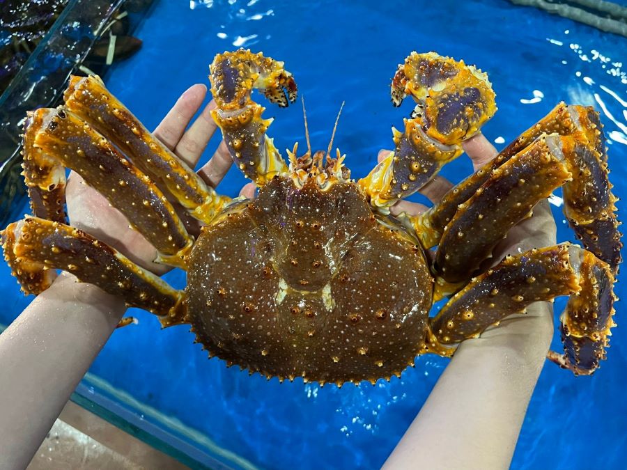 Giá cua hoàng đế - Bảng giá cua King Crab hôm nay