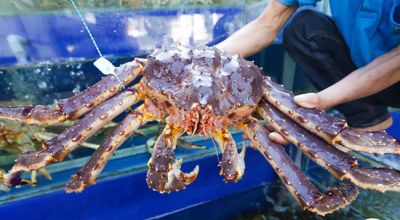 Cua hoàng đế - king crab Size 2kg - 2.5kg