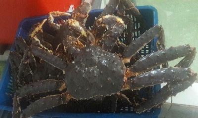 Cua hoàng đế - king crab Size 2kg - 2.5kg