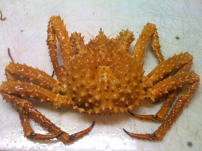 cua hoàng đế - king crab vàng sống