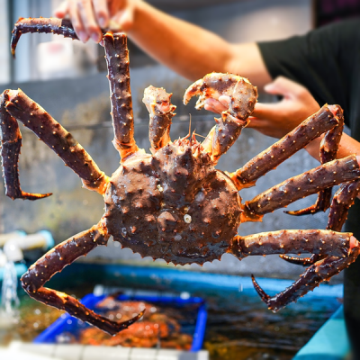 Cua Hoàng Đế - King Crab Đỏ Cái Sống