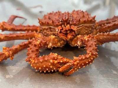 cua hoàng đế - king crab vàng sống