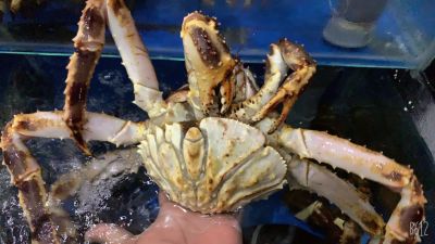 Cua Hoàng Đế - King Crab Đỏ Cái Sống