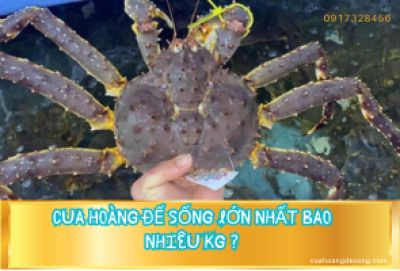 CUA HOÀNG ĐẾ SỐNG LỚN NHẤT BAO NHIÊU KG ?